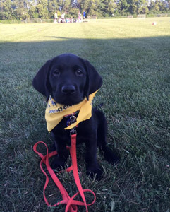 Guide-dogs-for-Guided-Eyes-for-the-Blind